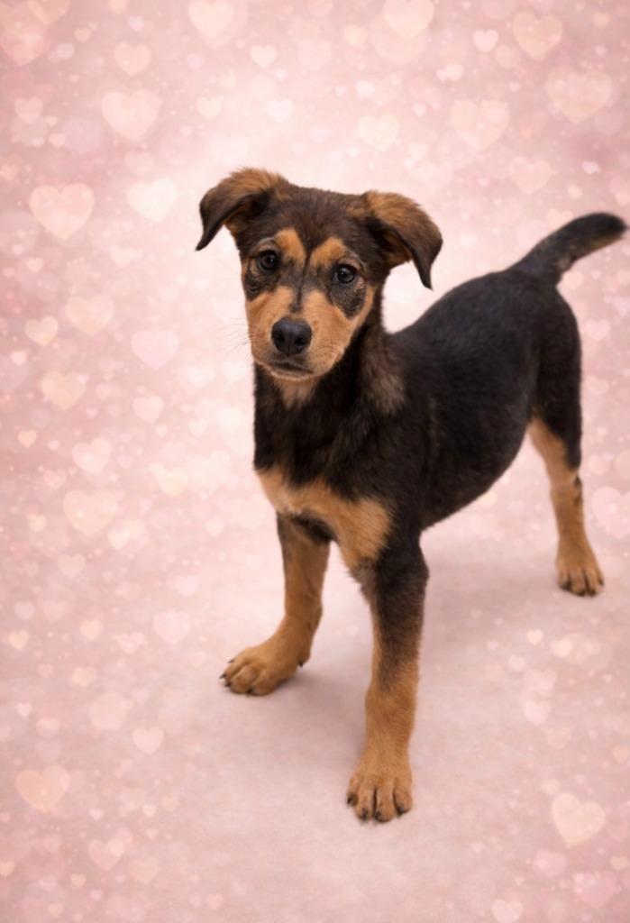 Enlarge Lacey, a Adoptable mixed breed in Rock Springs, WY image 2/2