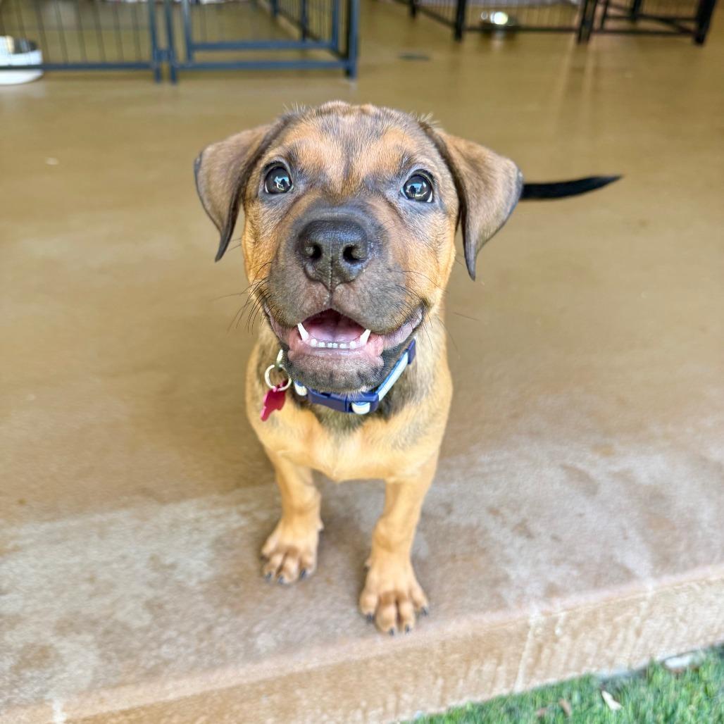 Chelsea, Adoptable, Puppy Female Hound & Pit Bull Terrier.