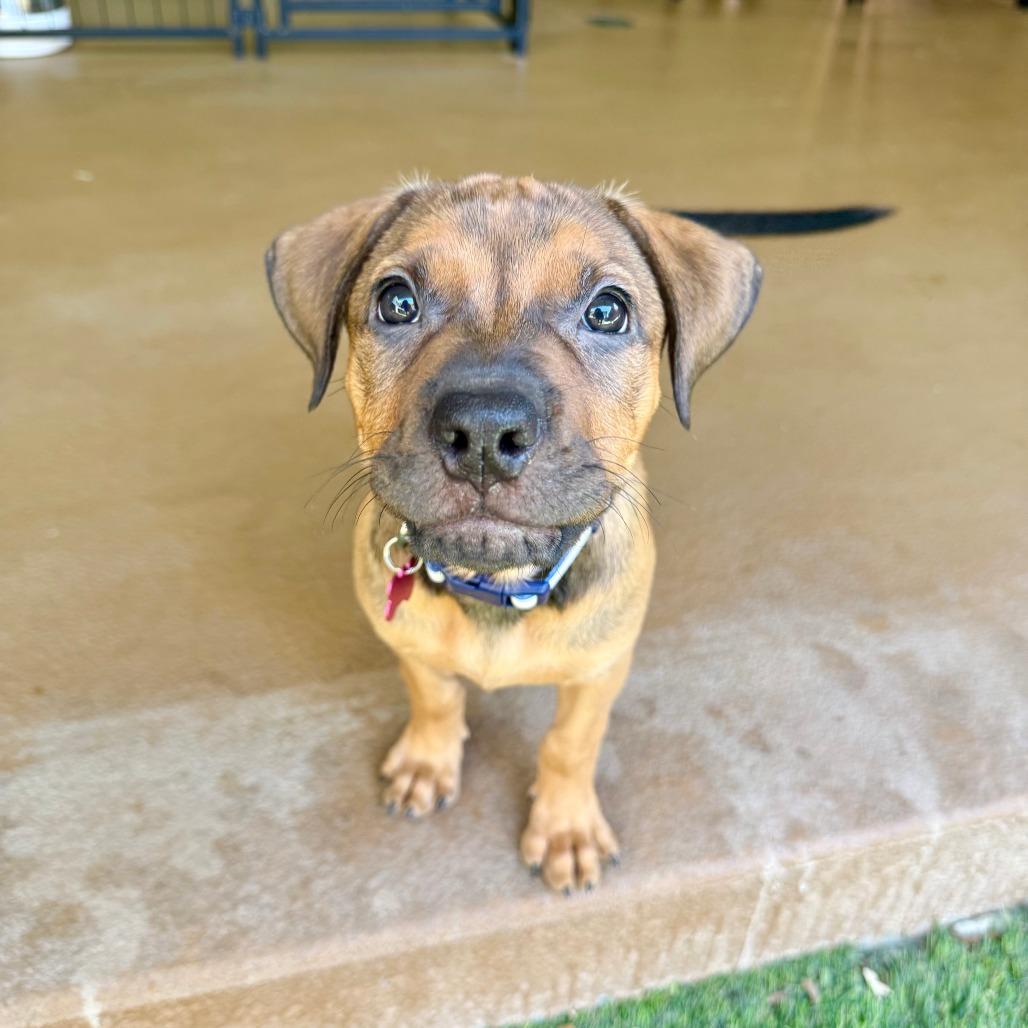 Chelsea, a Adoptable mixed breed in Agoura Hills, CA image 2/6
