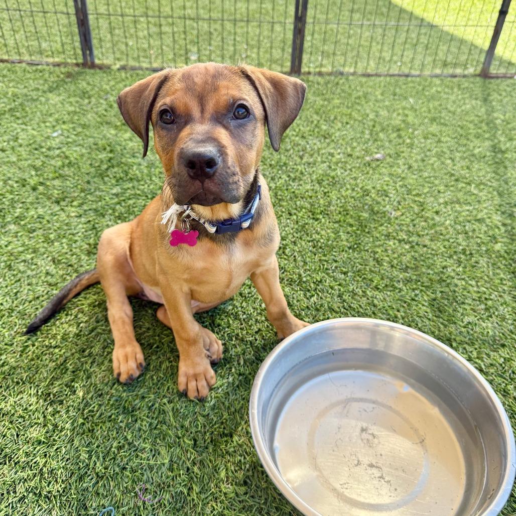 Chelsea, a Adoptable mixed breed in Agoura Hills, CA image 3/6