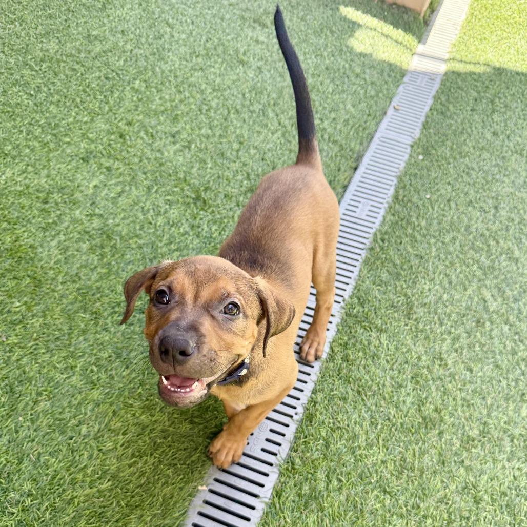 Chelsea, a Adoptable mixed breed in Agoura Hills, CA image 4/6