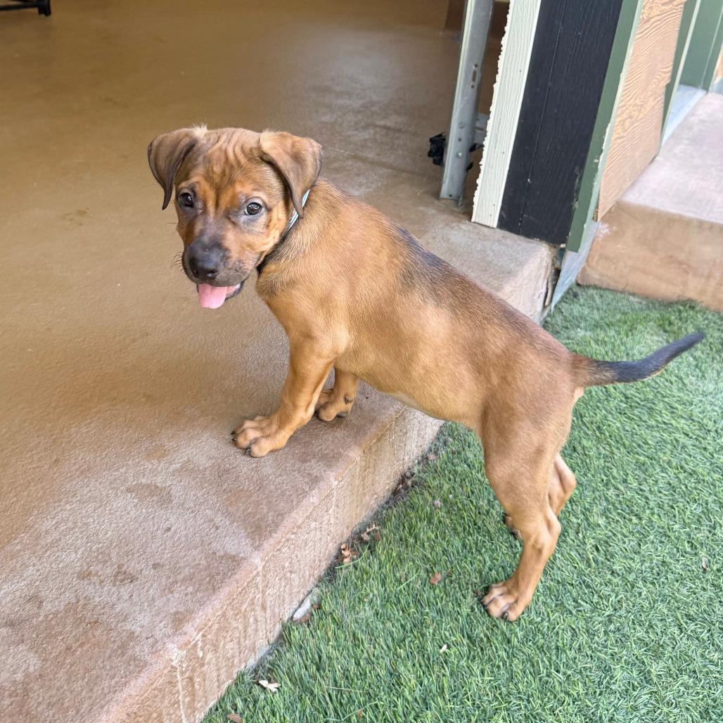 Chelsea, a Adoptable mixed breed in Agoura Hills, CA image 5/6