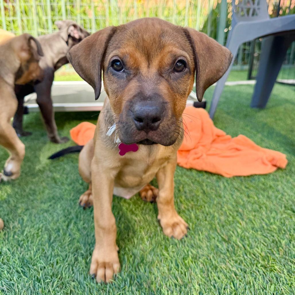Chelsea, a Adoptable mixed breed in Agoura Hills, CA image 6/6