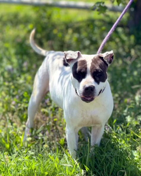 Enlarge COOKIE 10122, a Adoptable Pit Bull Terrier in Pryor, OK image 1/3