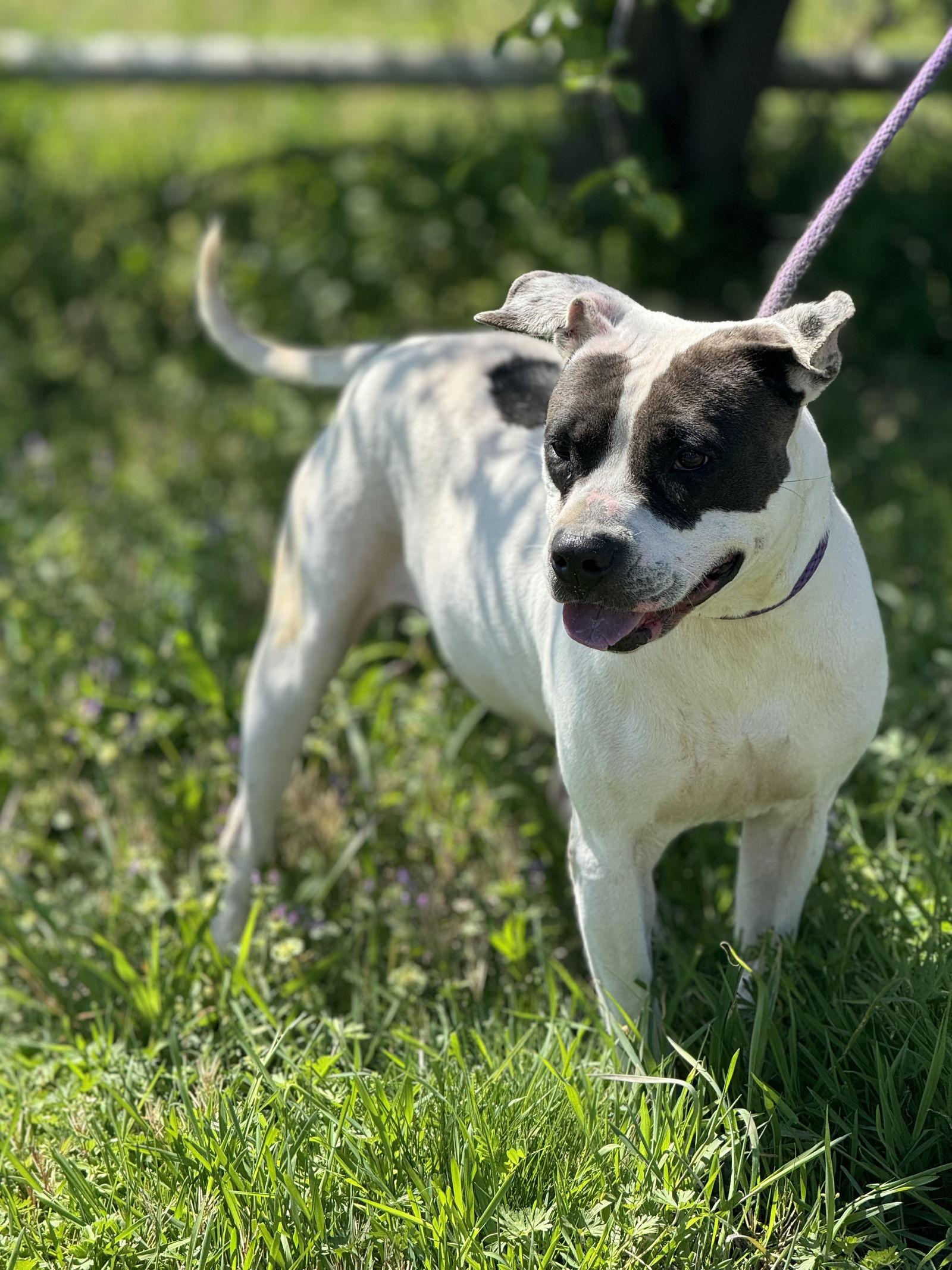 Enlarge COOKIE 10122, a Adoptable Pit Bull Terrier in Pryor, OK image 3/3