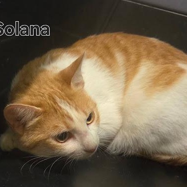 Photo of Solana