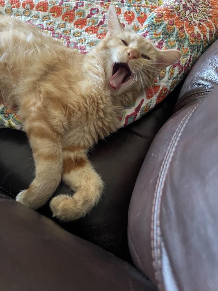 Enlarge Cheetoh, a Adoptable mixed breed in Lancaster, CA image 1/6