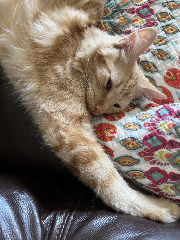 Enlarge Cheetoh, a Adoptable mixed breed in Lancaster, CA image 3/6