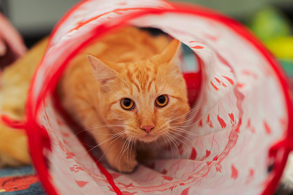 Enlarge Cheetoh, a Adoptable mixed breed in Lancaster, CA image 4/6