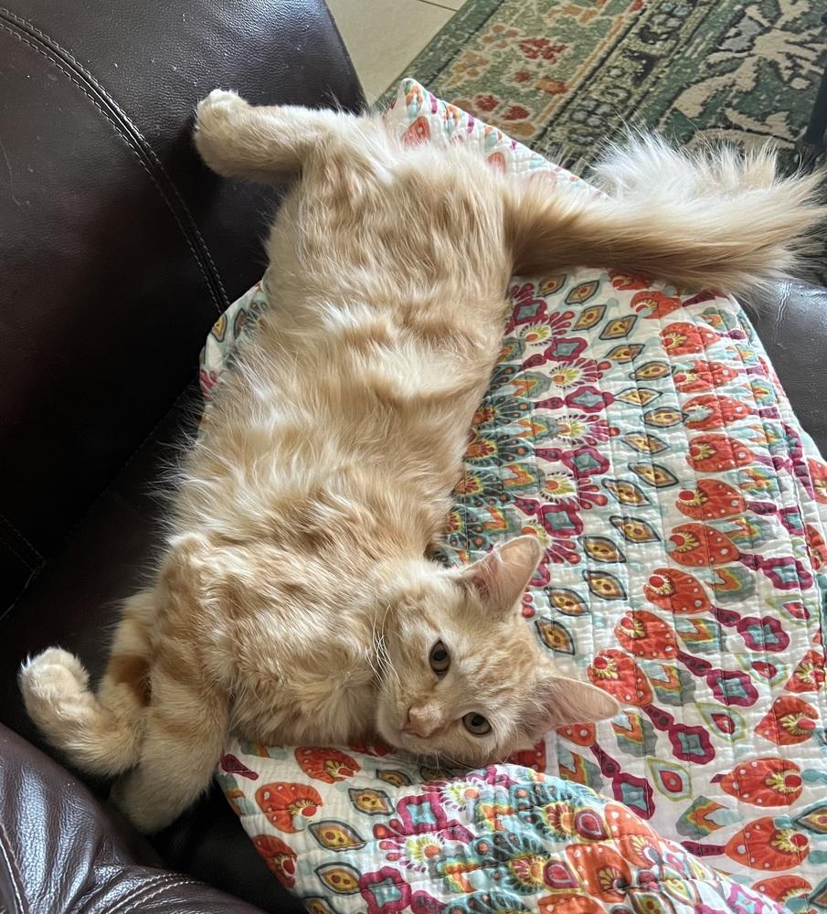 Enlarge Cheetoh, a Adoptable mixed breed in Lancaster, CA image 5/6