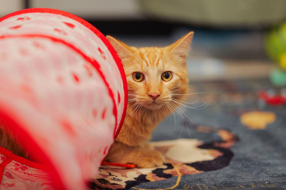 Enlarge Cheetoh, a Adoptable mixed breed in Lancaster, CA image 6/6
