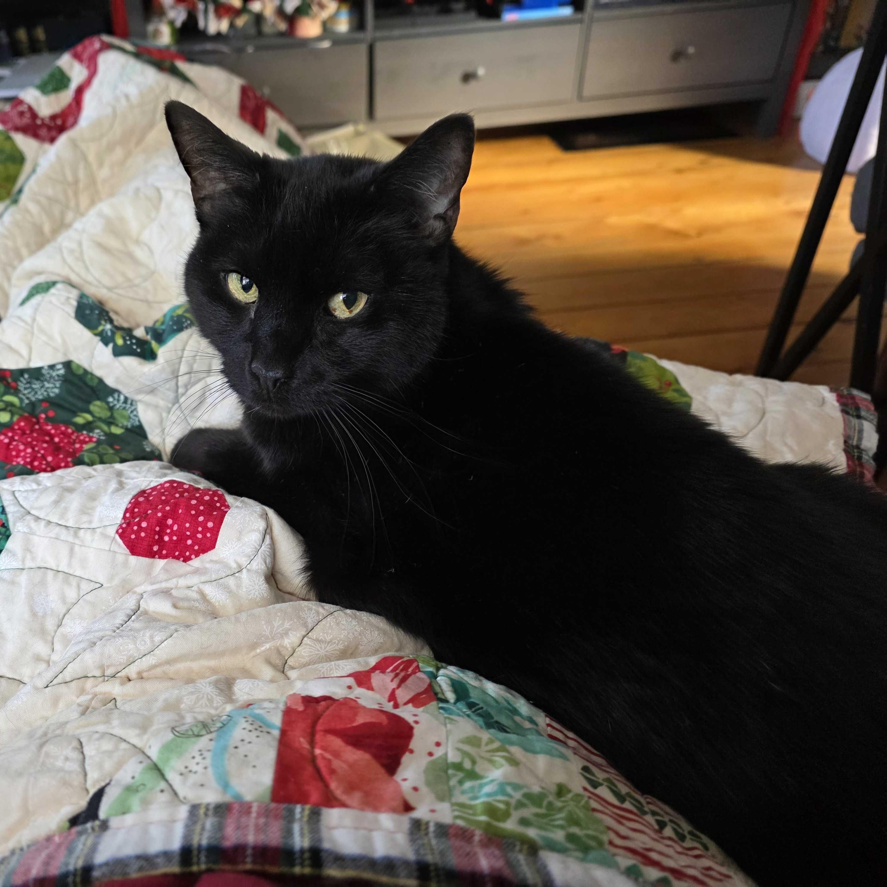 Enlarge Lulu, a ADOPTABLE Domestic Short Hair in Waltham, MA image 3/4