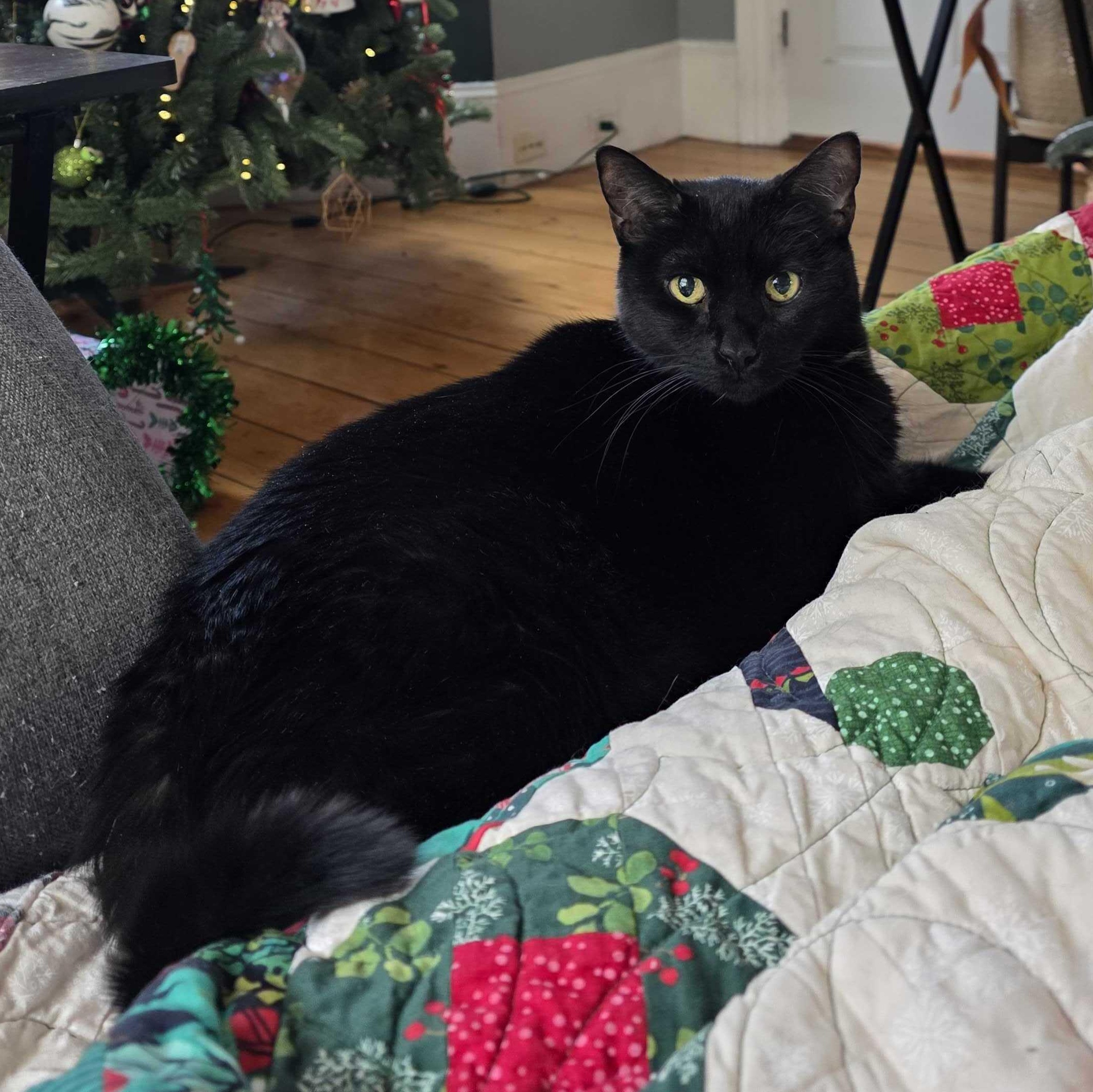 Enlarge Lulu, a ADOPTABLE Domestic Short Hair in Waltham, MA image 2/4