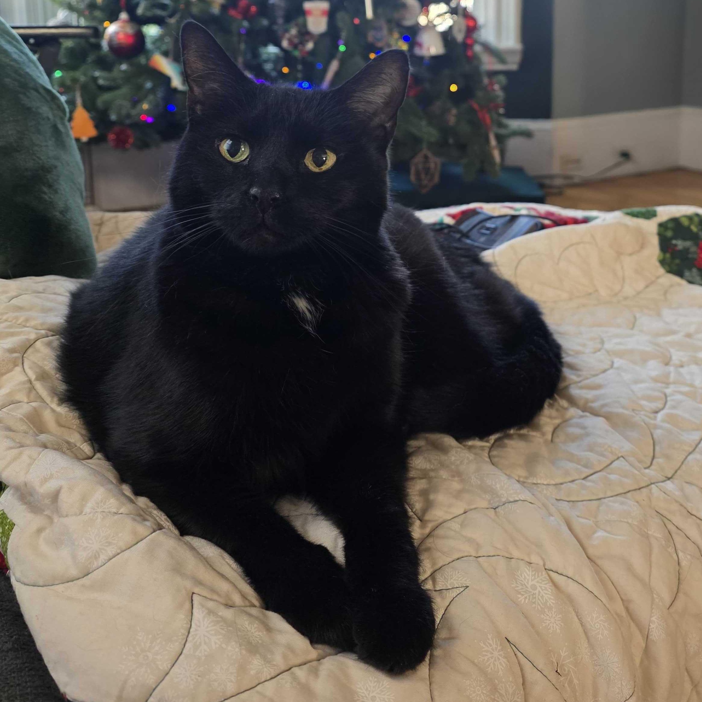 Lulu, ADOPTABLE, Senior Female Domestic Short Hair.