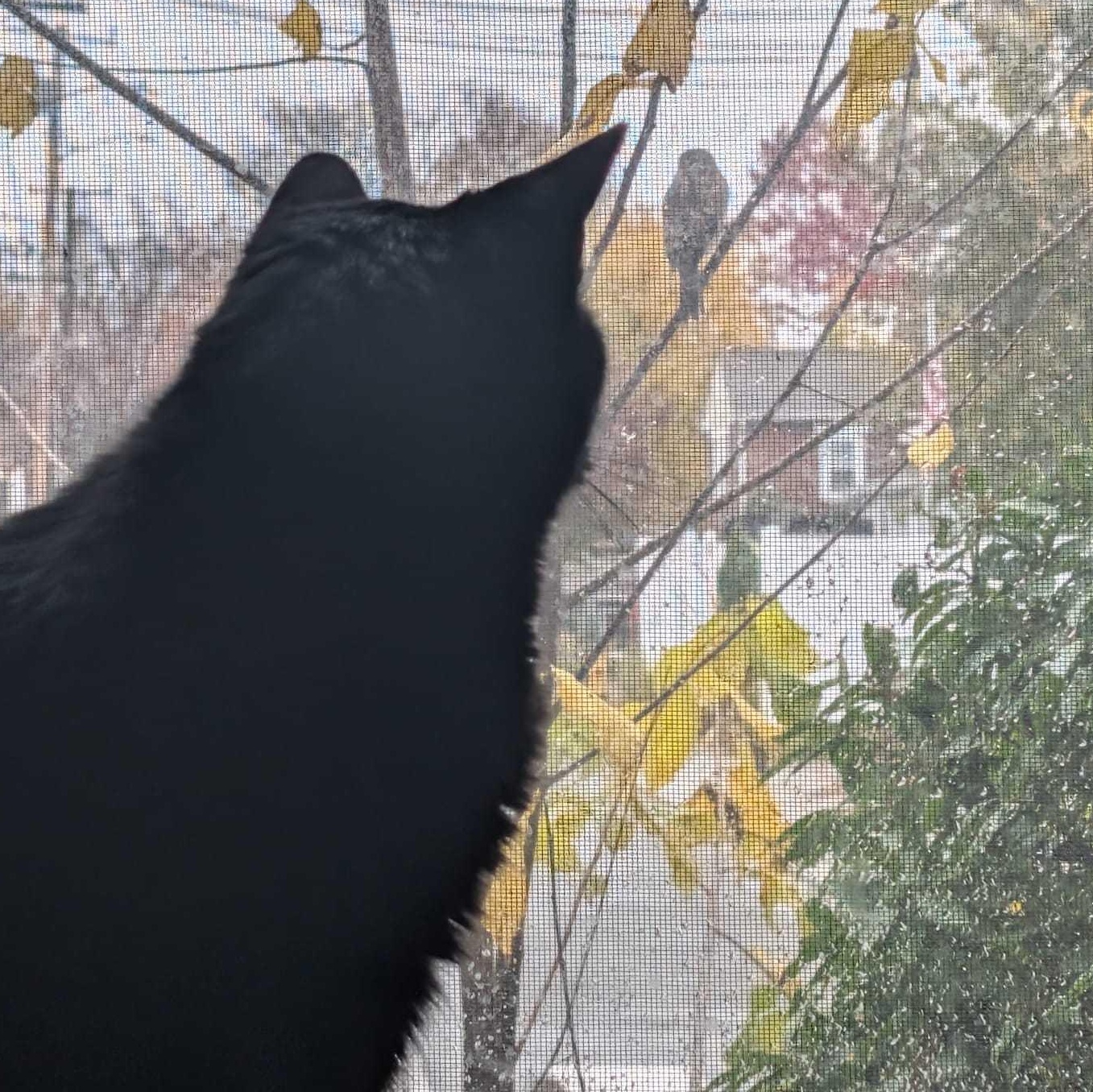 Enlarge Lulu, a ADOPTABLE Domestic Short Hair in Waltham, MA image 4/4