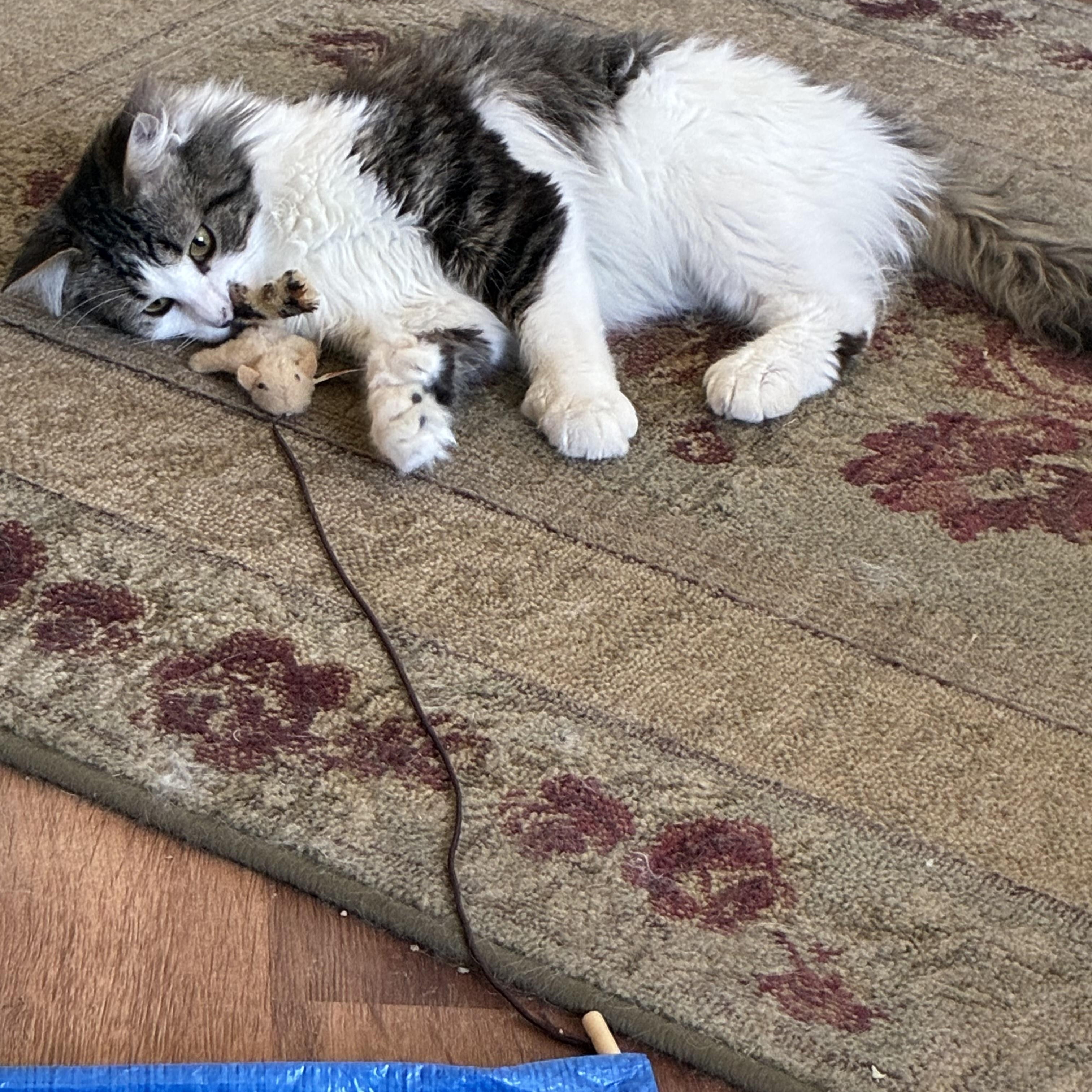 Enlarge Charlie, an adopted Domestic Long Hair in Pardeeville, WI image 3/5