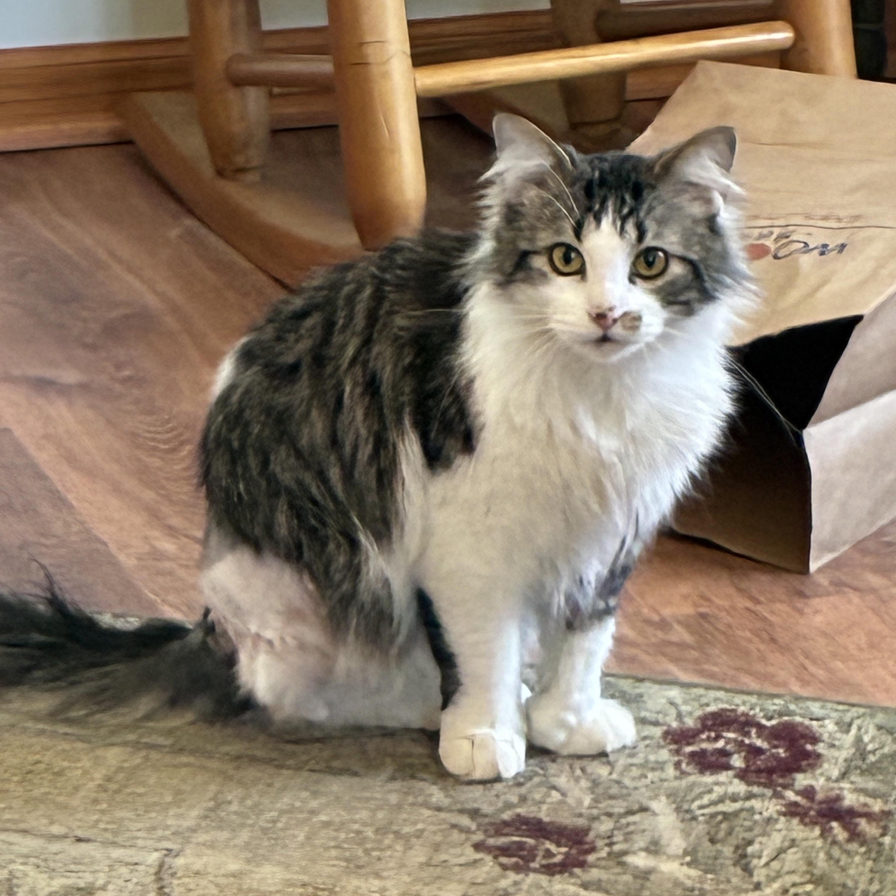 Enlarge Charlie, an adopted Domestic Long Hair in Pardeeville, WI image 2/5