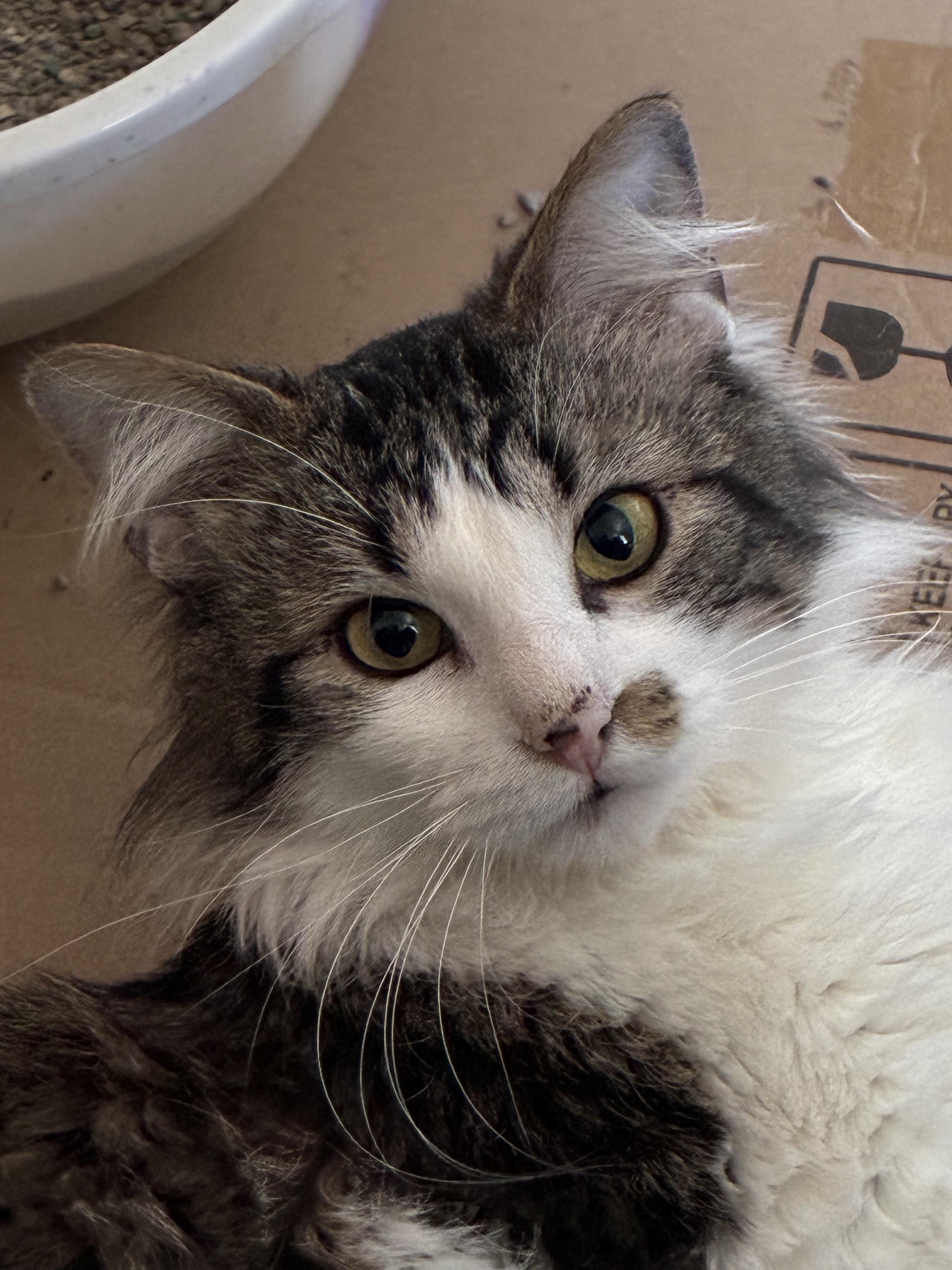 Enlarge Charlie, an adopted Domestic Long Hair in Pardeeville, WI image 5/5