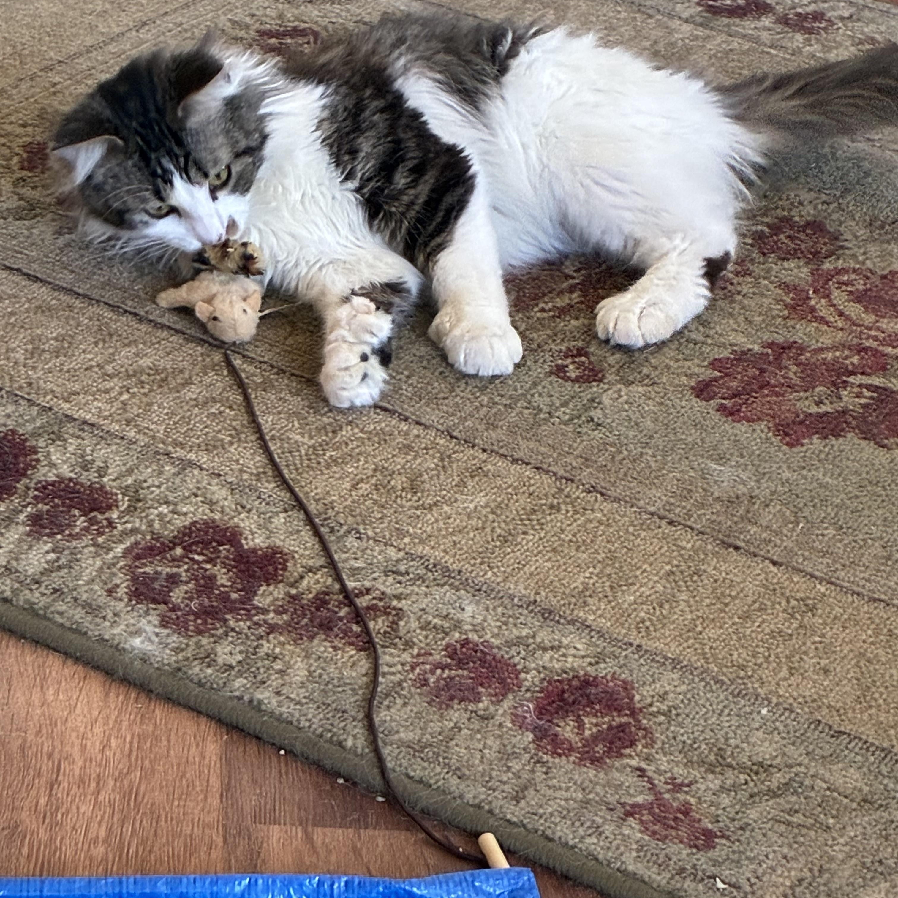 Enlarge Charlie, an adopted Domestic Long Hair in Pardeeville, WI image 4/5