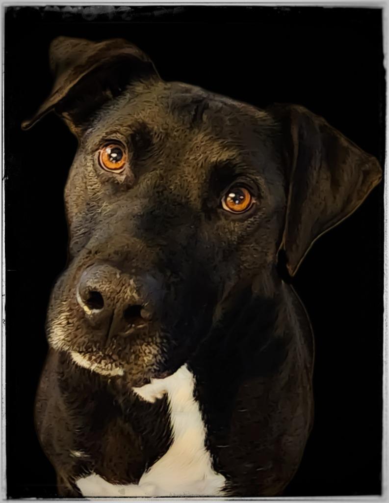 Enlarge Bronson, a Adoptable mixed breed in Gold Beach, OR image 1/3
