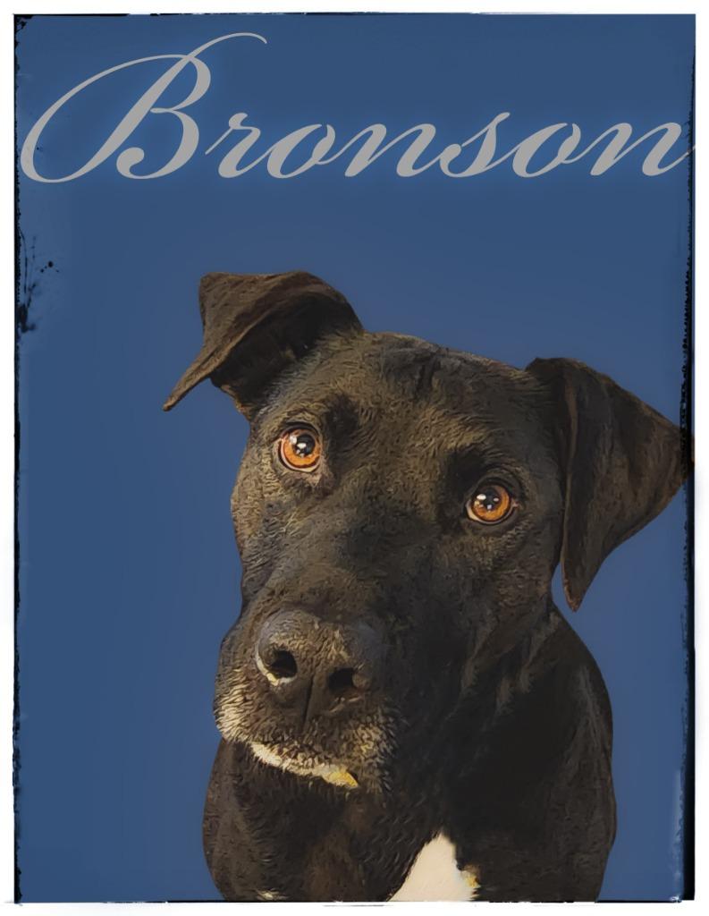 Bronson, Adoptable, Adult Male Black Labrador Retriever.