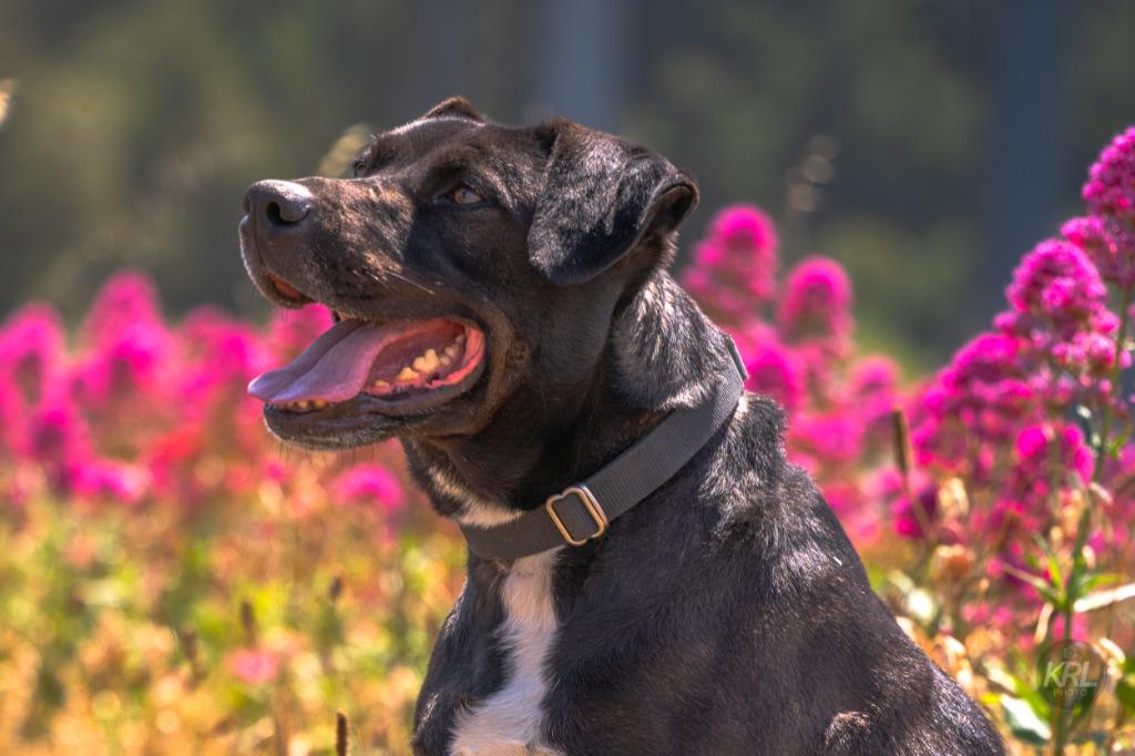 Enlarge Bronson, a Adoptable mixed breed in Gold Beach, OR image 2/4