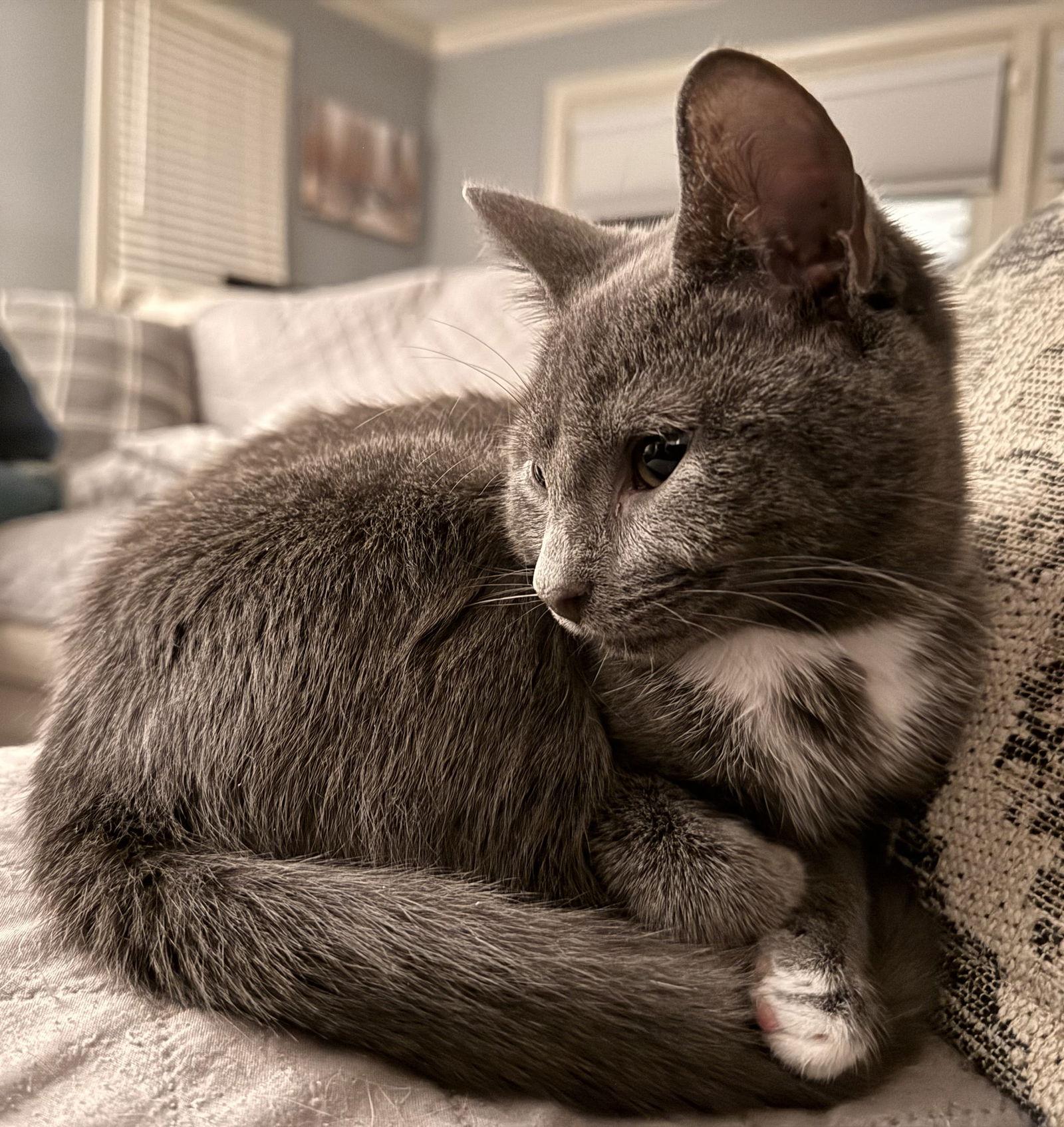 Enlarge Maggie, a Adoptable Domestic Short Hair in Cary, NC image 1/3