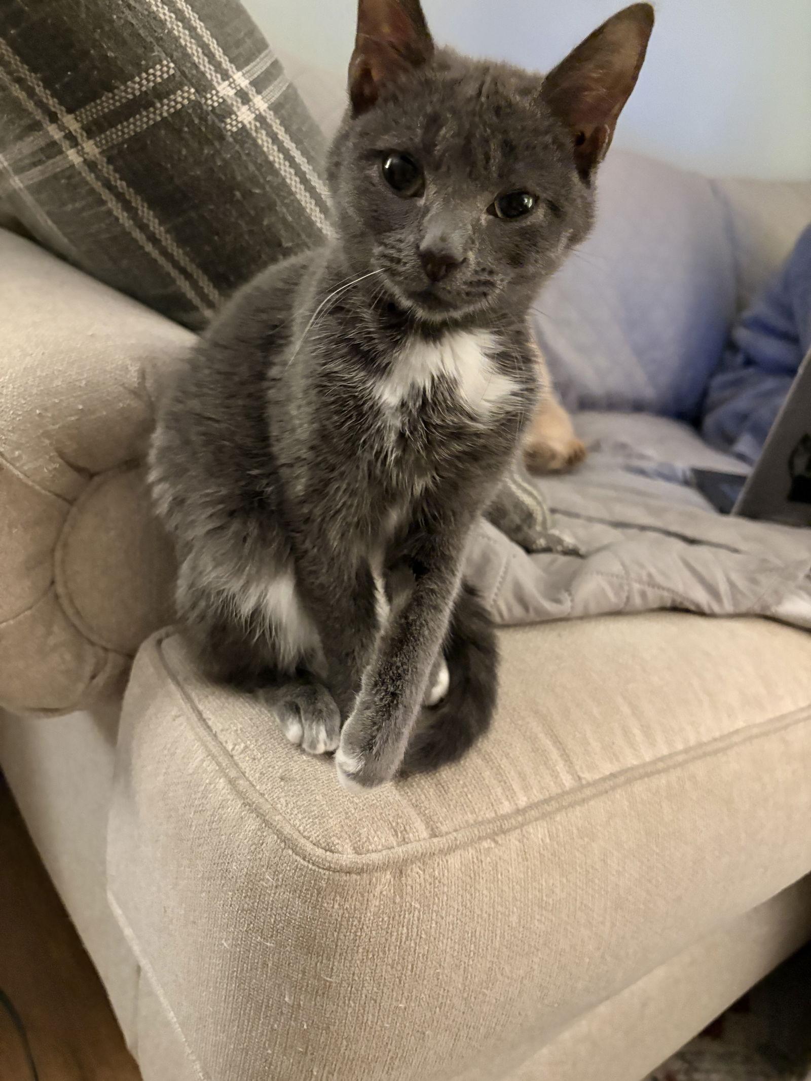 Enlarge Maggie, a Adoptable Domestic Short Hair in Cary, NC image 2/3