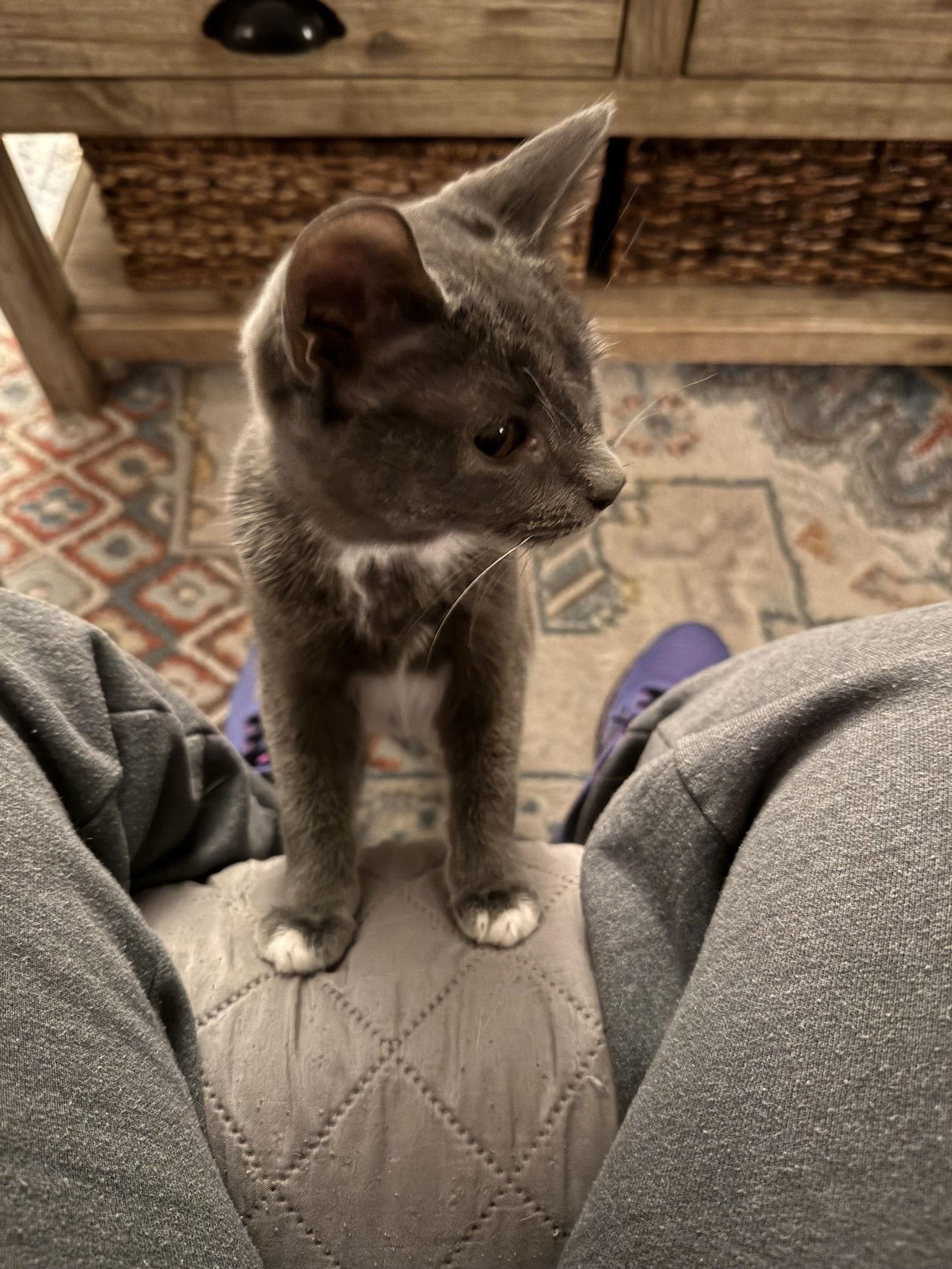 Enlarge Maggie, a Adoptable Domestic Short Hair in Cary, NC image 3/3