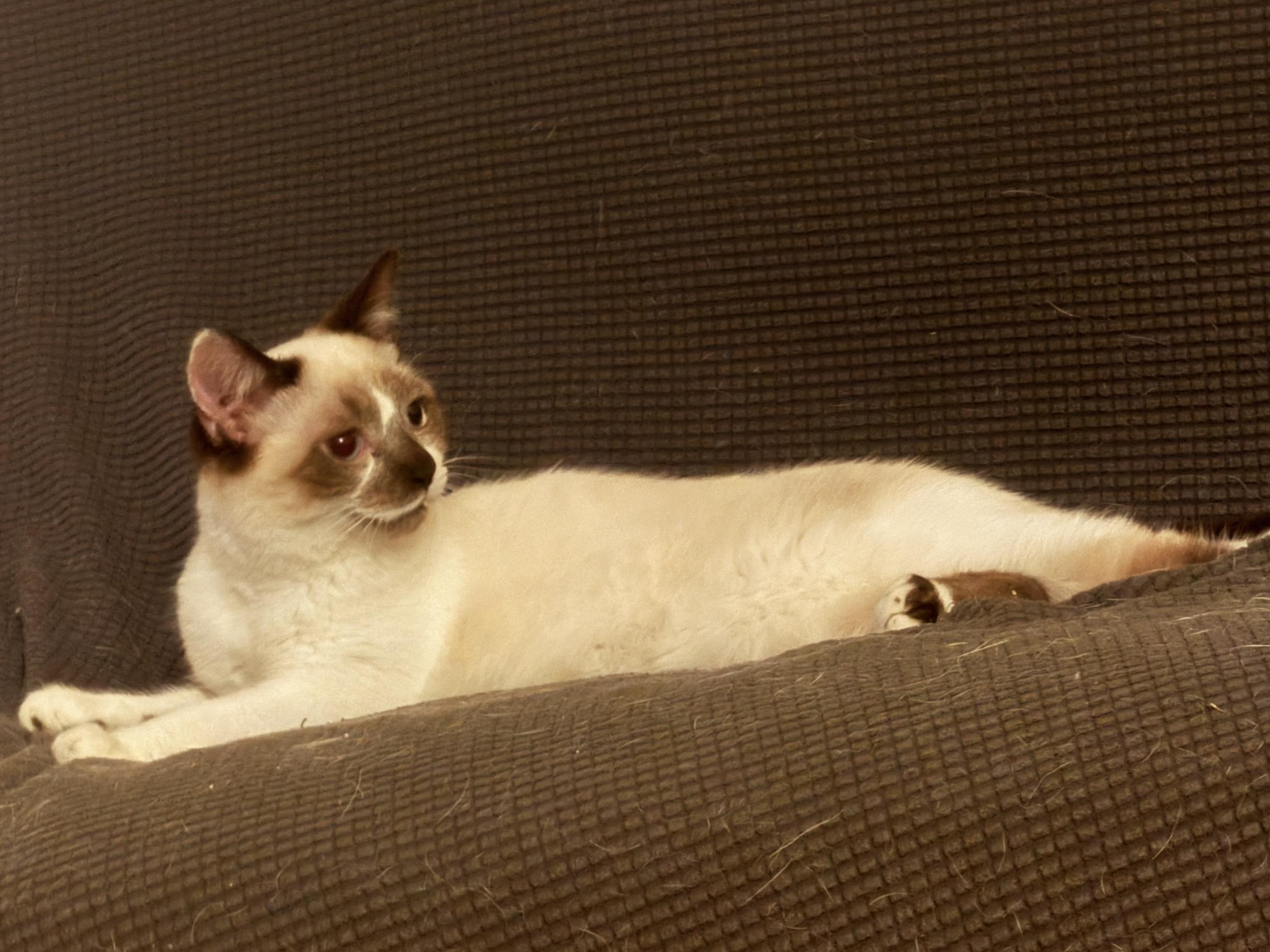 Bromeo (bonded with Romeo), Adoptable, Young Male Domestic Short Hair.