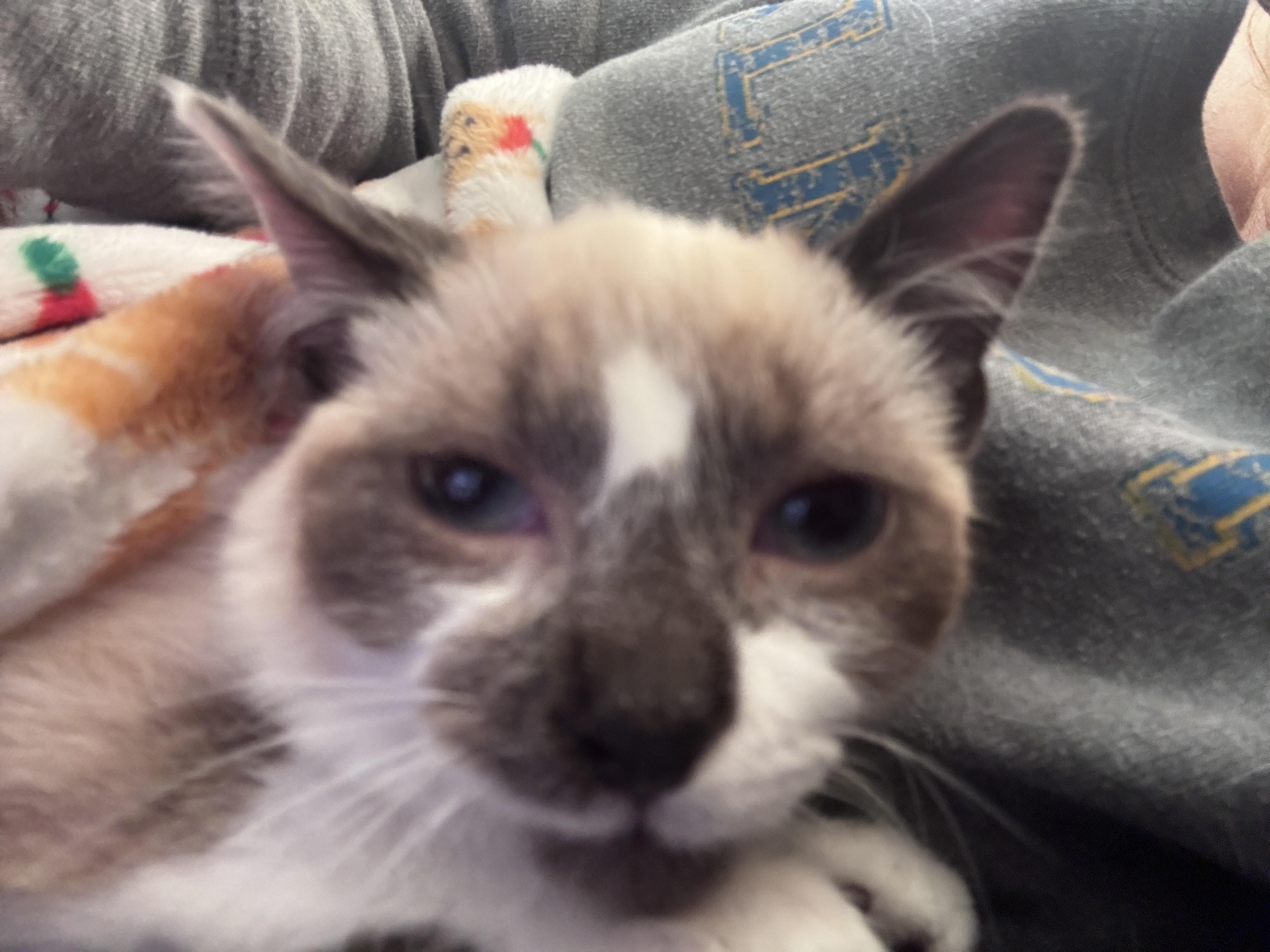 Bromeo (bonded with Romeo), a Adoptable mixed breed in Knoxville, TN image 4/4