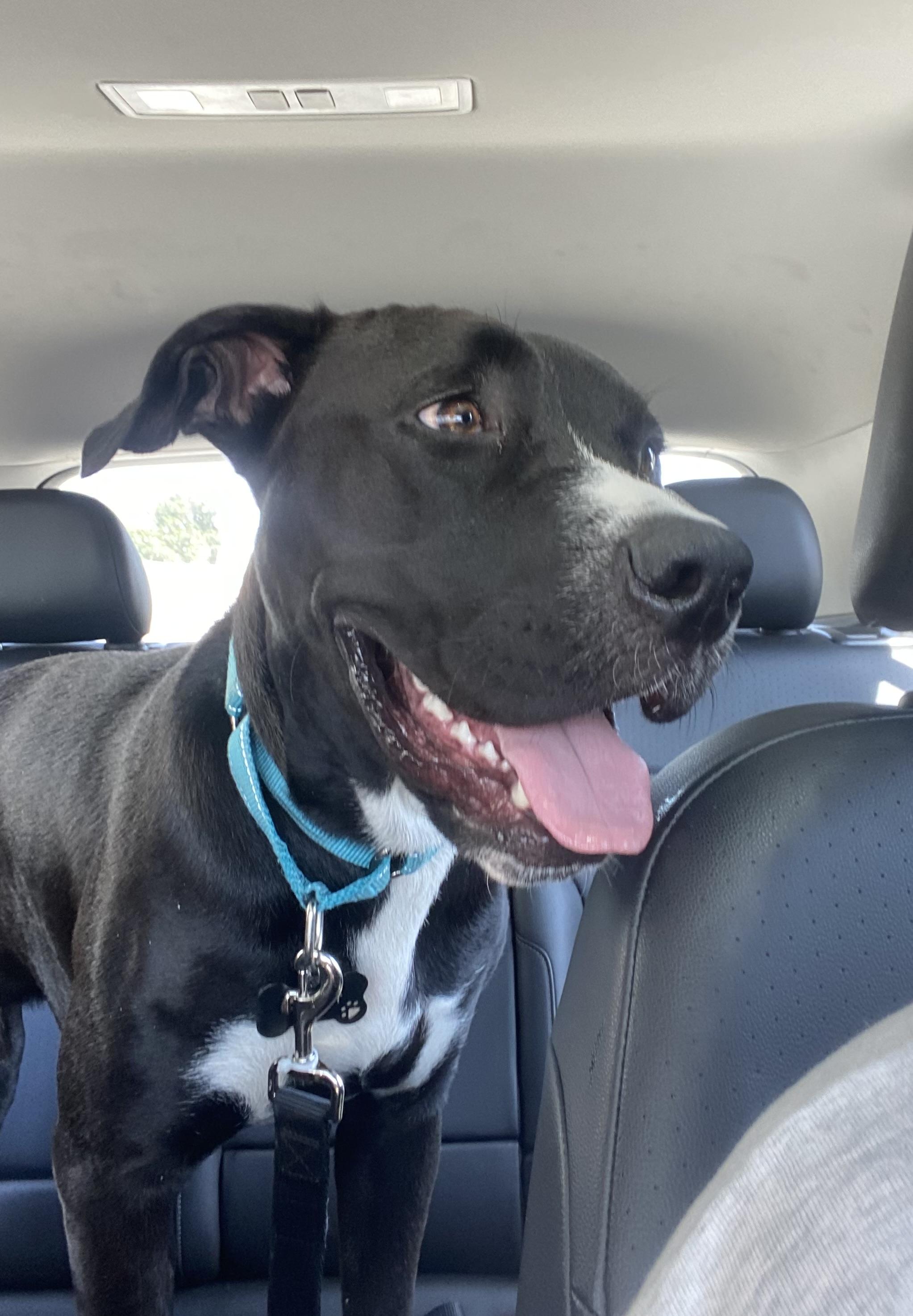 Cooper, a ADOPTABLE mixed breed in Tarzana, CA image 5/6
