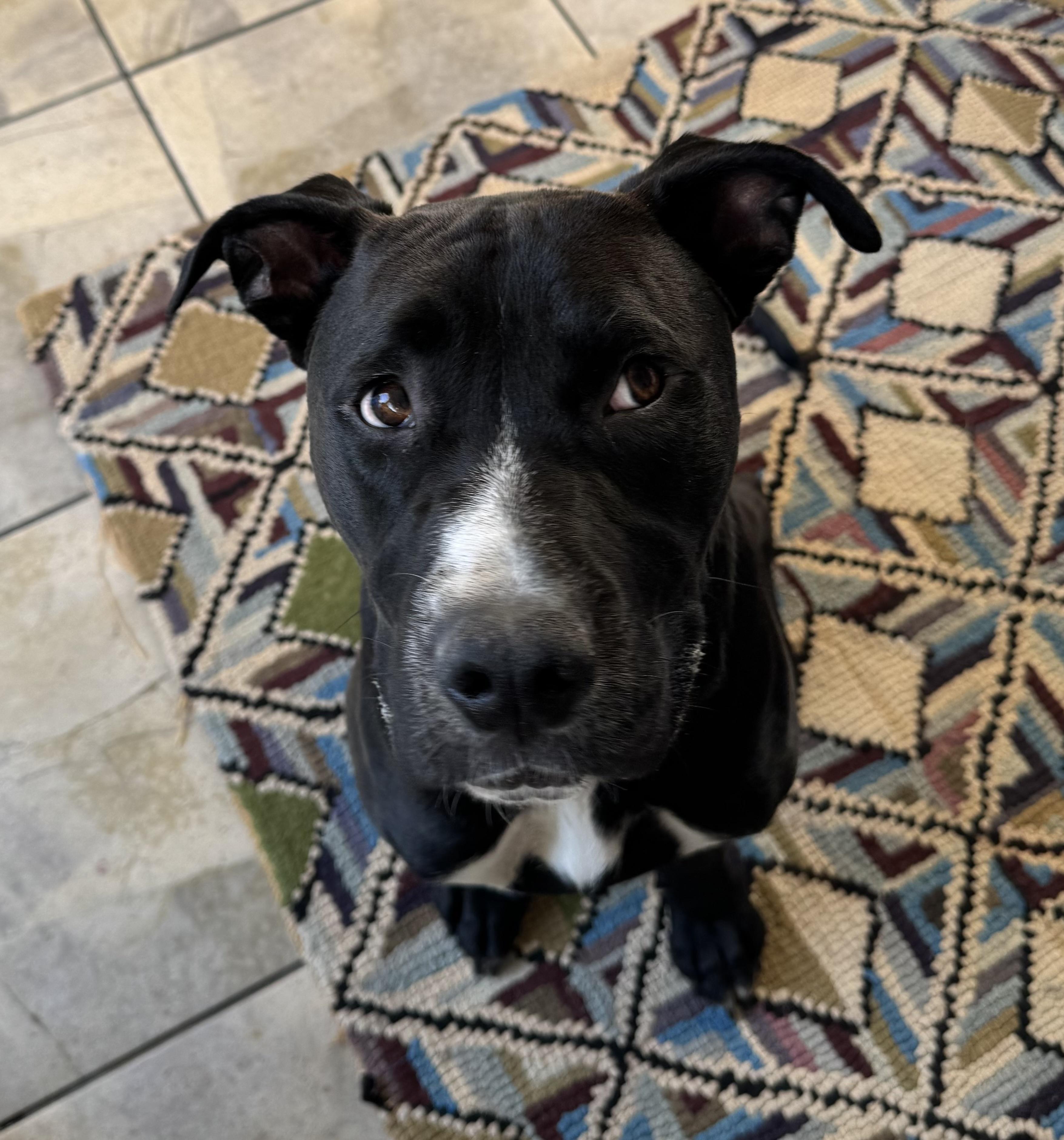 Cooper, a ADOPTABLE mixed breed in Tarzana, CA image 2/6