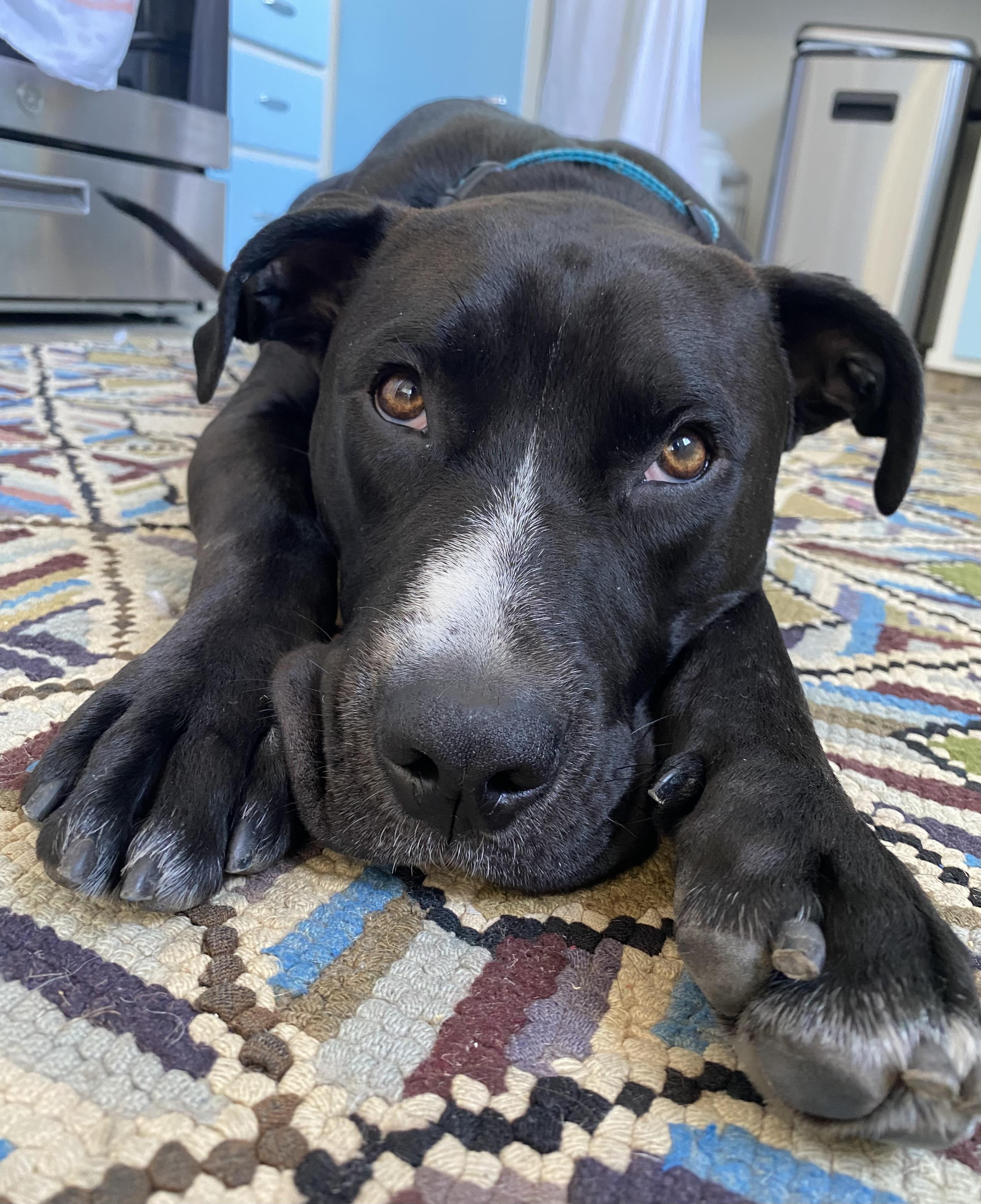 Cooper, ADOPTABLE, Young Male Black Labrador Retriever.