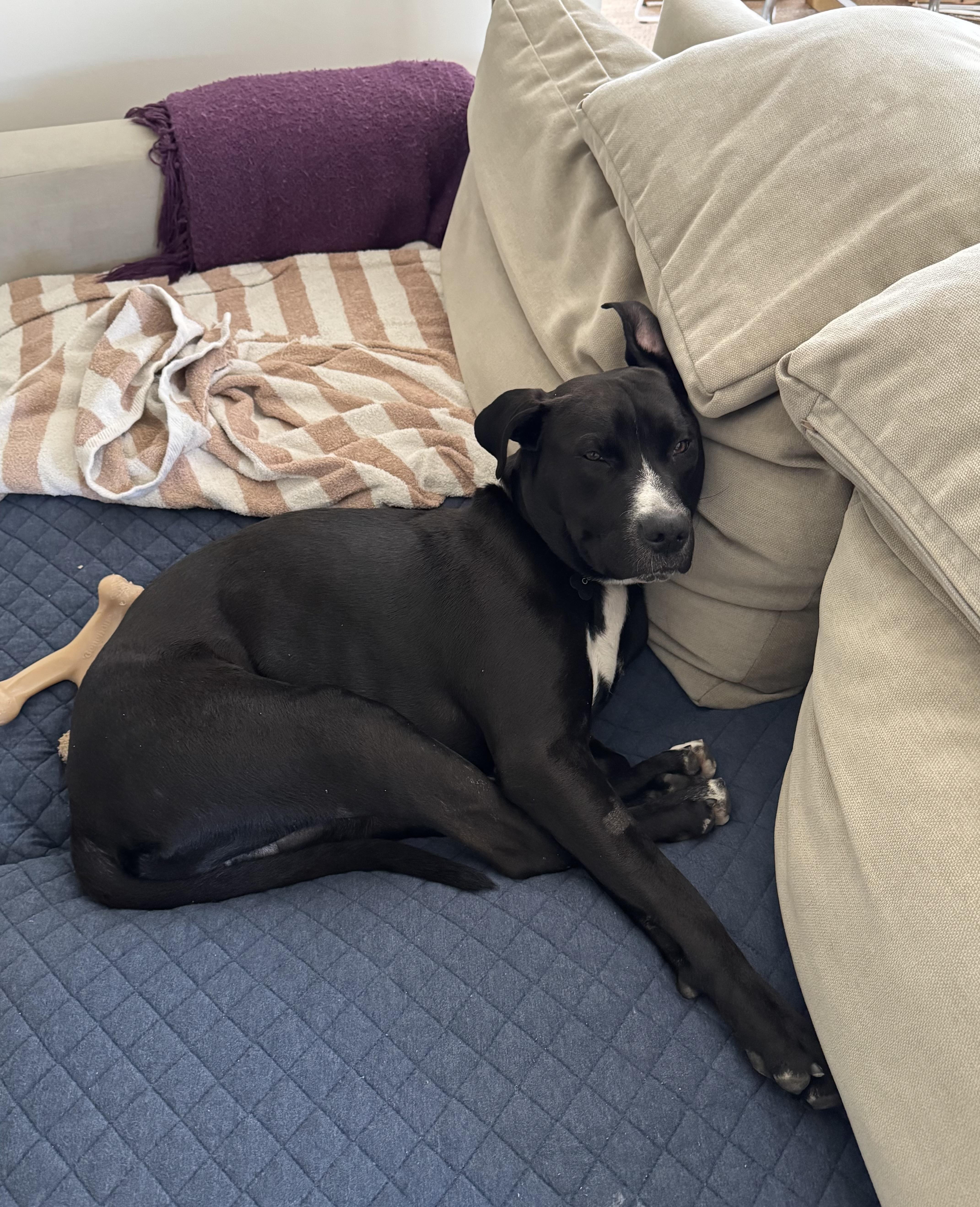 Cooper, a ADOPTABLE mixed breed in Tarzana, CA image 3/6