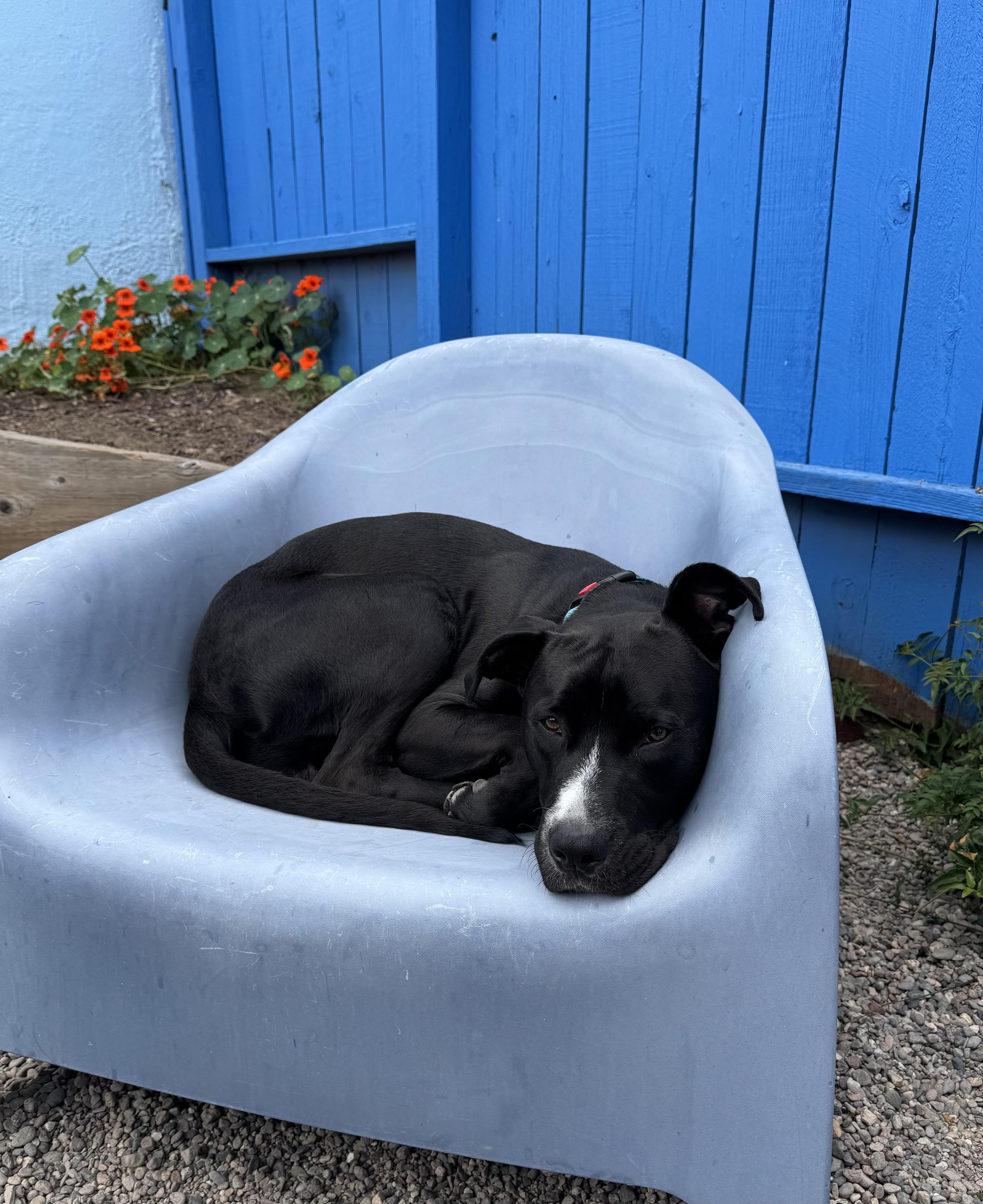 Cooper, a ADOPTABLE mixed breed in Tarzana, CA image 4/6