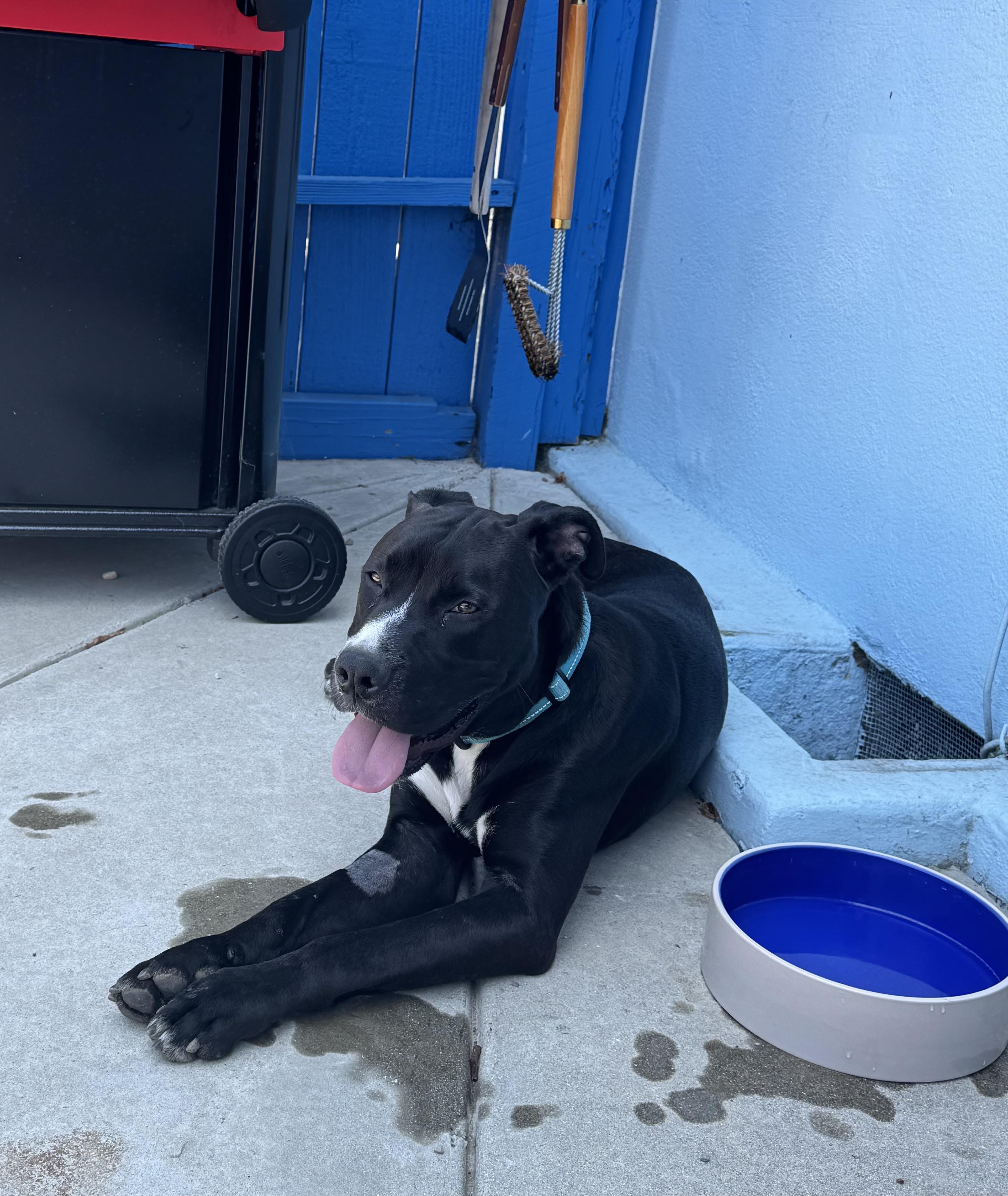 Cooper, a ADOPTABLE mixed breed in Tarzana, CA image 6/6