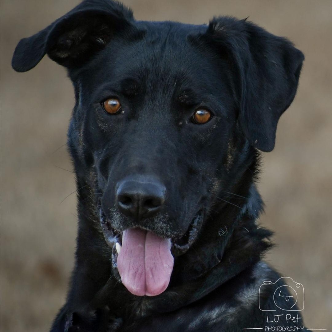 Bolt, a Adoptable mixed breed in Carlin, NV image 1/3