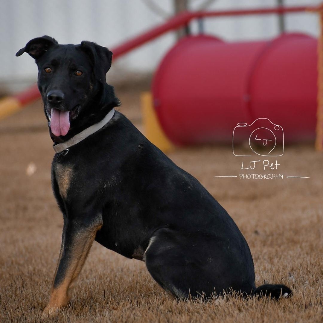 Bolt, a Adoptable mixed breed in Carlin, NV image 2/3