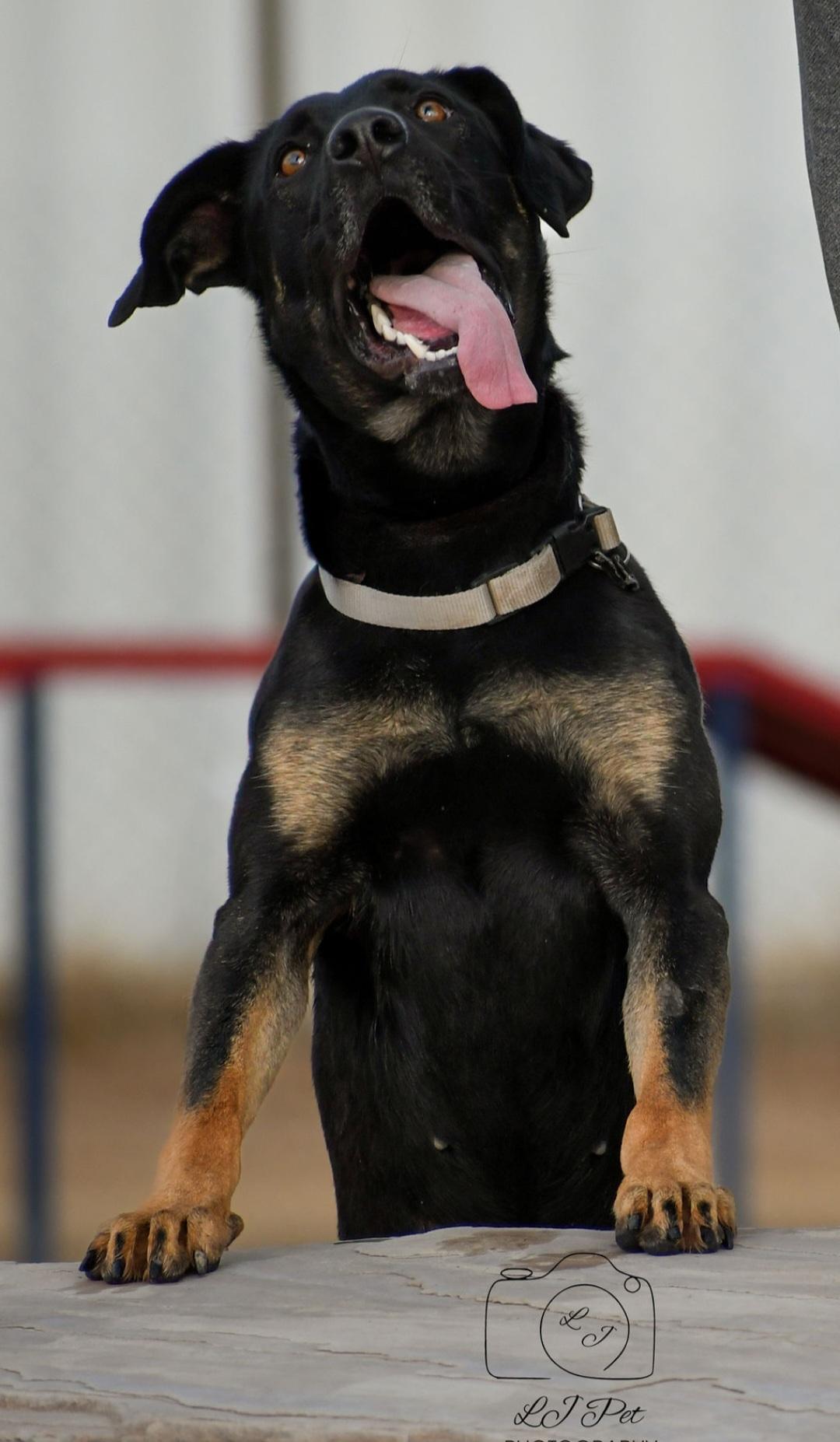 Bolt, a Adoptable mixed breed in Carlin, NV image 3/3