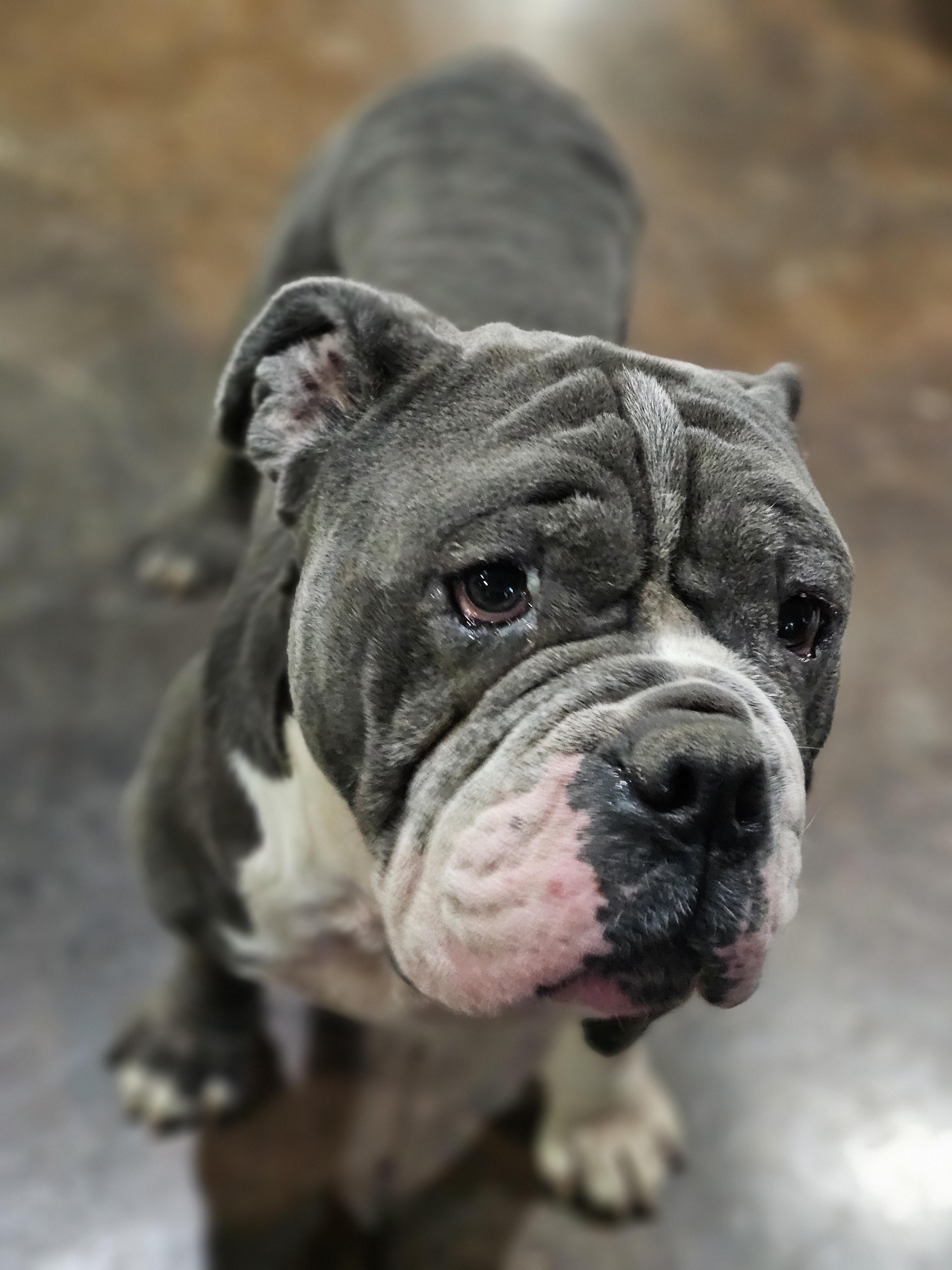 Bananas (Eeyore) Springfield 2