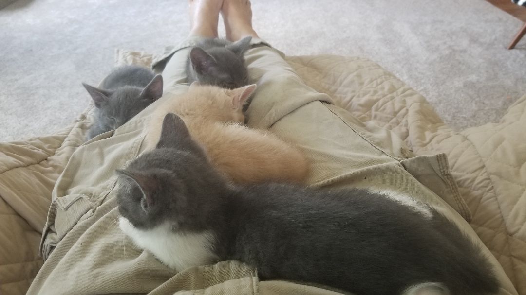 Kassel, Adoptable, Adult Male Domestic Short Hair.