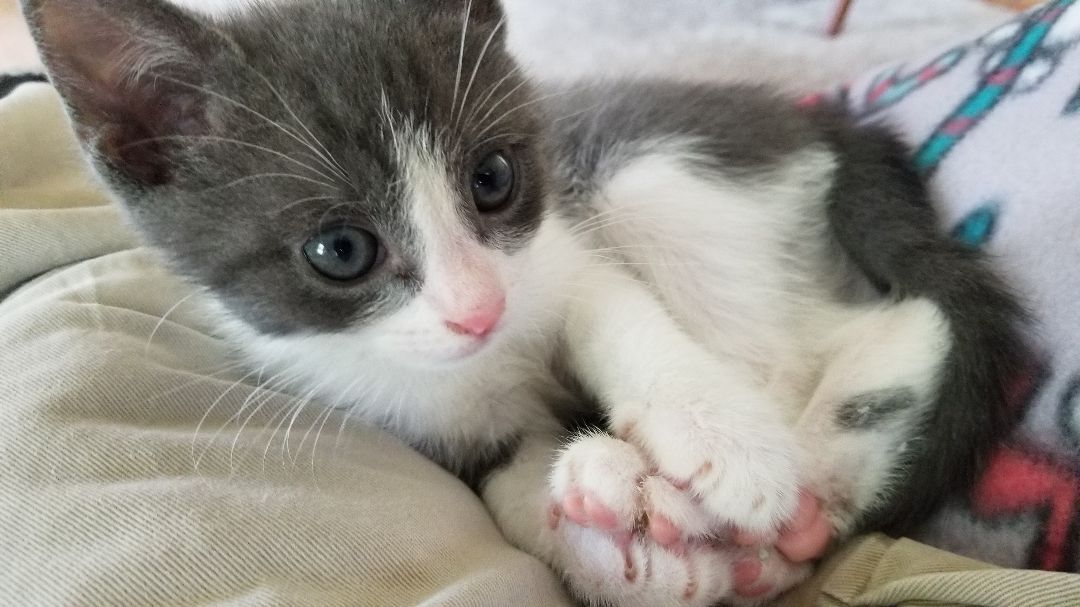 Kassel, Adoptable, Adult Male Domestic Short Hair.