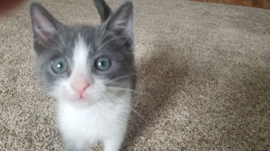 Kassel, a Adoptable Domestic Short Hair in Valley Center, CA image 3/12