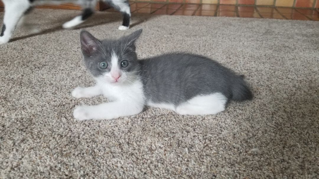 Kassel, a Adoptable Domestic Short Hair in Valley Center, CA image 4/12