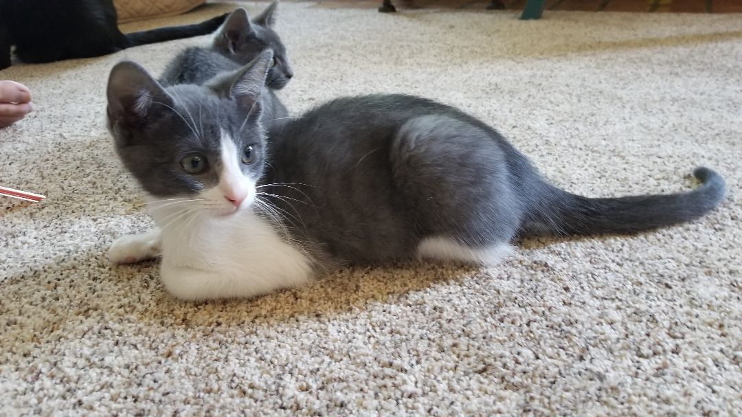 Kassel, a Adoptable Domestic Short Hair in Valley Center, CA image 5/12