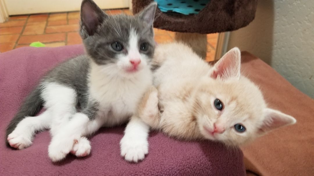 Kassel, a Adoptable Domestic Short Hair in Valley Center, CA image 6/12