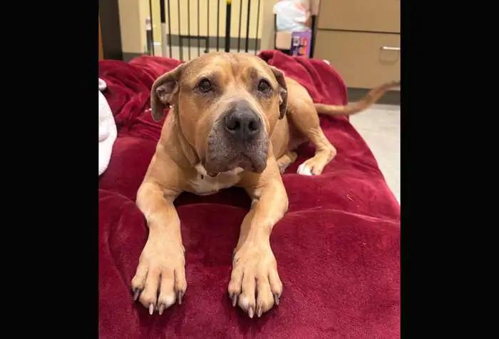 Enlarge Rue, a ADOPTABLE mixed breed in Coupeville, WA image 1/6