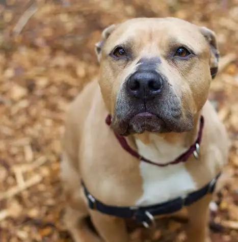 Enlarge Rue, a ADOPTABLE mixed breed in Coupeville, WA image 6/6