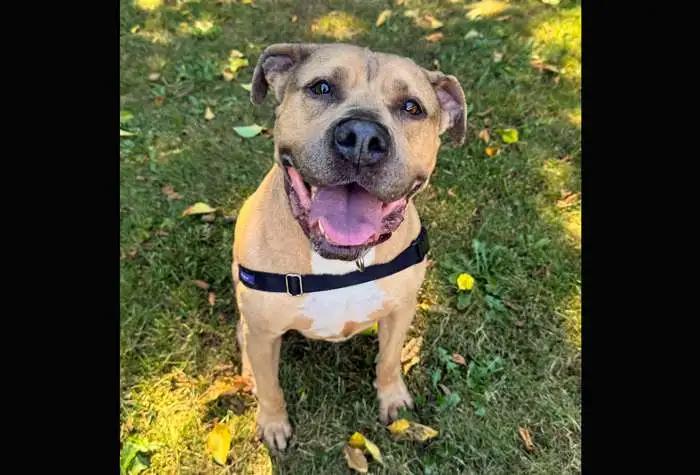 Enlarge Rue, a ADOPTABLE mixed breed in Coupeville, WA image 5/6